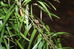 Daviesia arborea, photograph (c) Greg Tasney, some rights reserved (CC BY-SA)