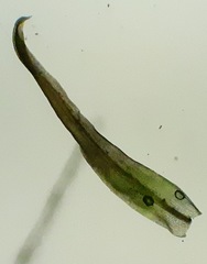 Tortella inflexa