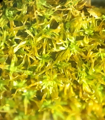 Tortella inflexa