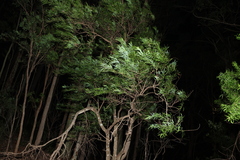 Daviesia arborea, photograph (c) Greg Tasney, some rights reserved (CC BY-SA)