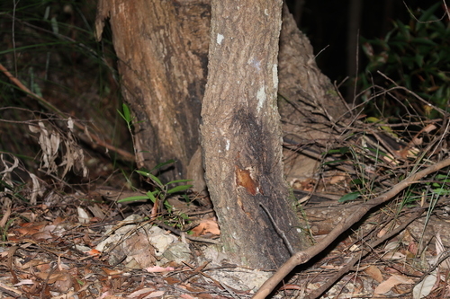 Daviesia arborea, photograph 2