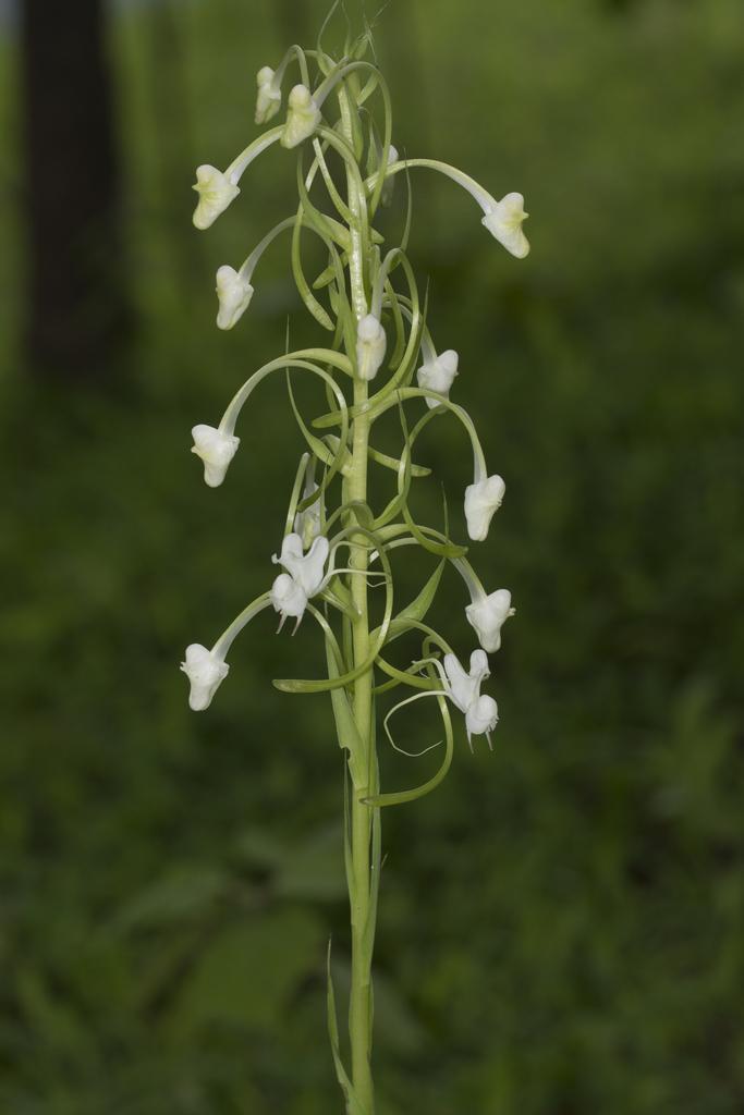 Habenaria commelinifolia (Habenaria commelinifolia)