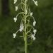 Commelina-Leaf Habenaria - Photo no rights reserved, uploaded by S.MORE