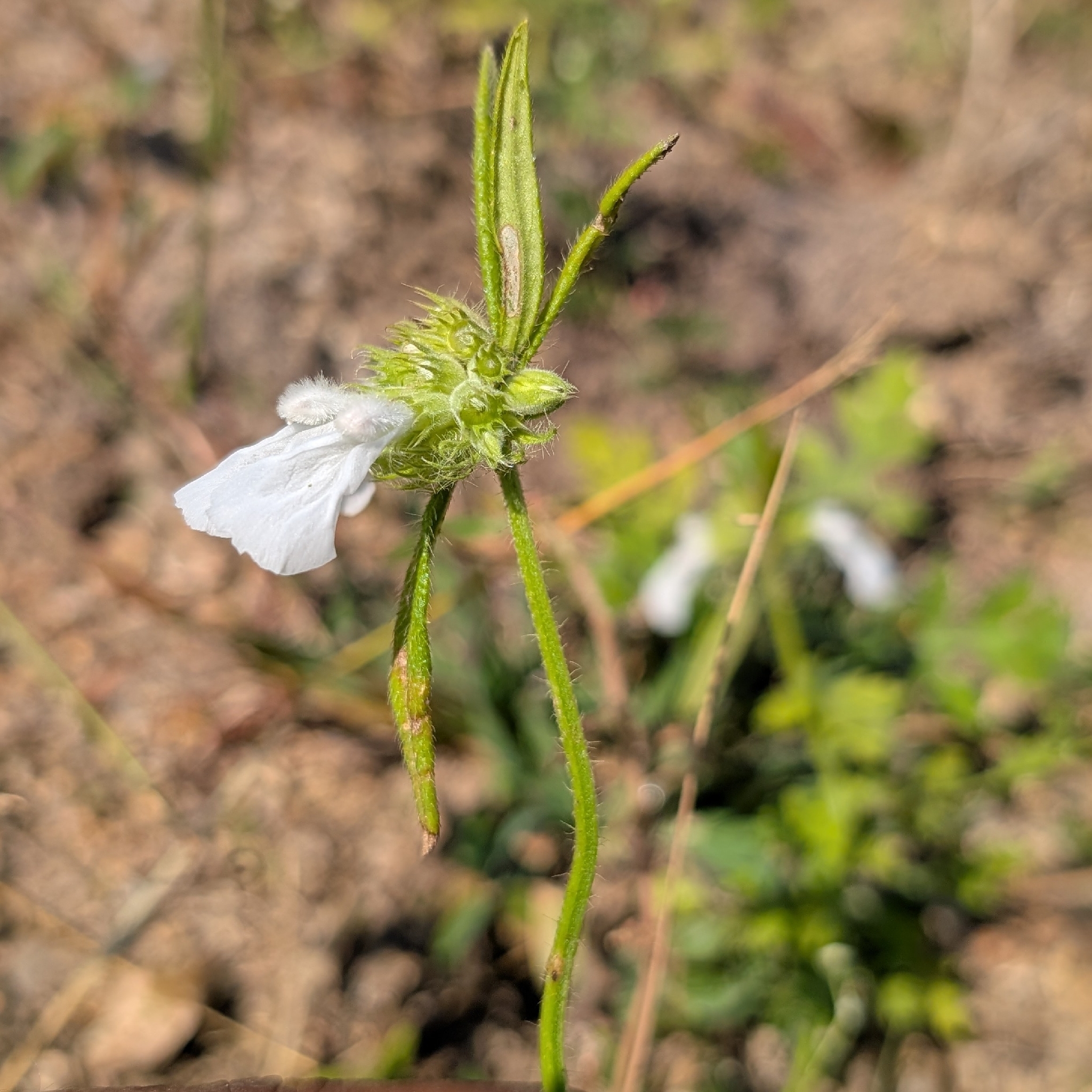 Common Leucas (Leucas aspera)