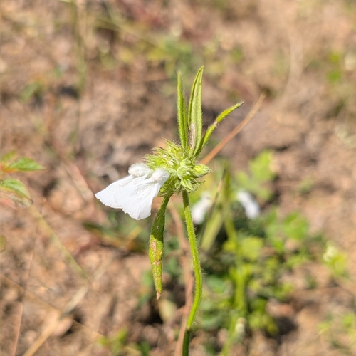 Leucas aspera, photograph 6
