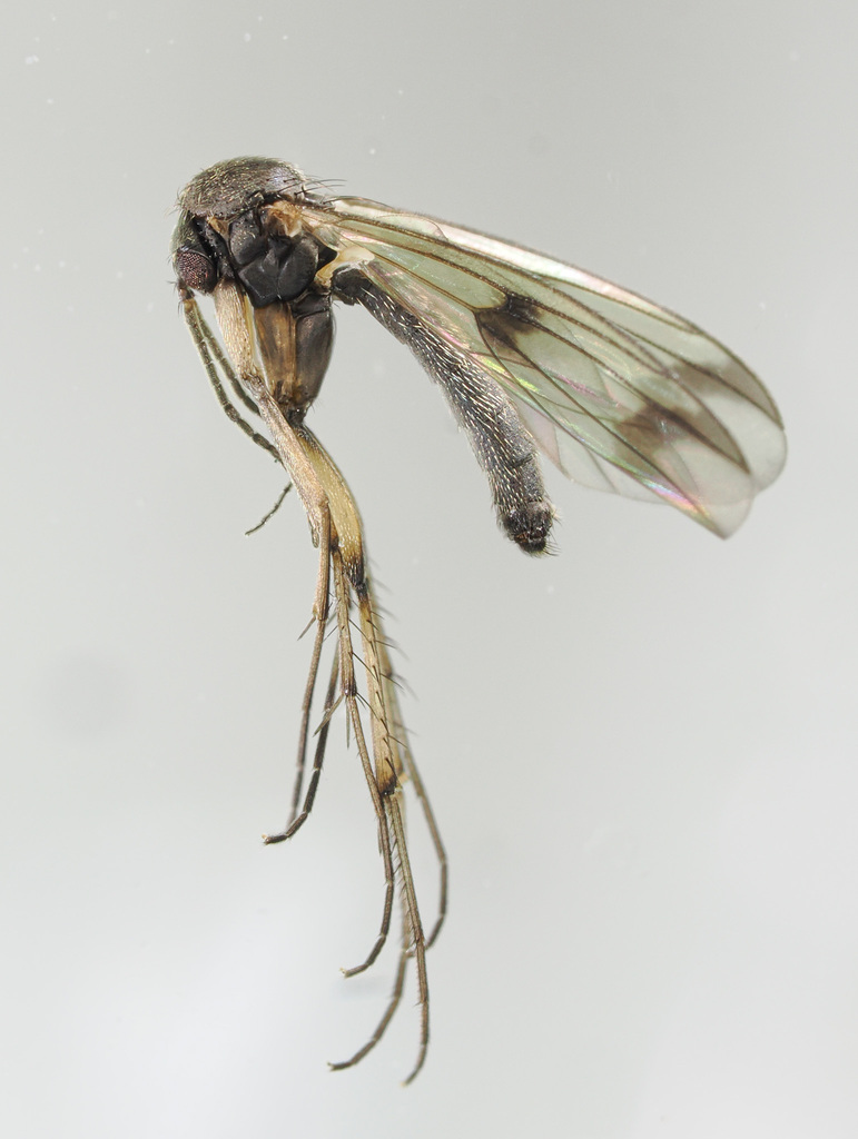 Mycetophila marginata