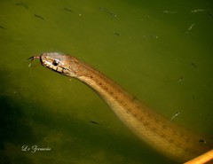 Thamnophis validus