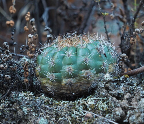 Orange matucana (Matucana aurantiaca)