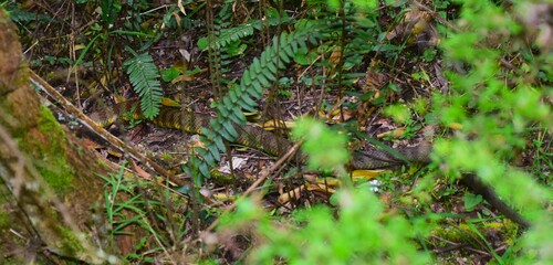 Eastern Tiger Snake sighting