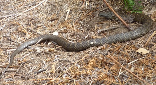 Tiger Snake sighting