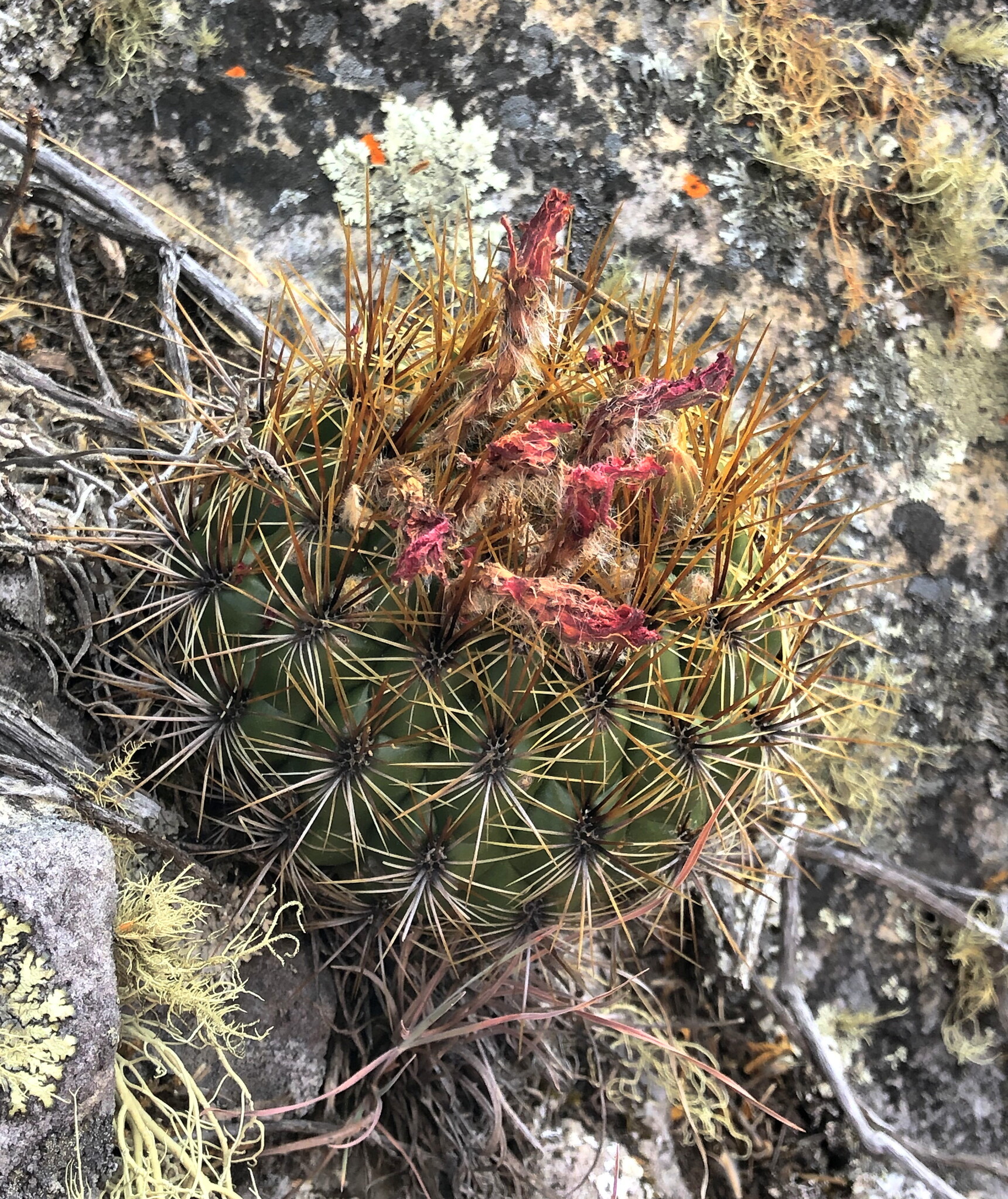 Matucana aurantiaca