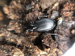 Platynina