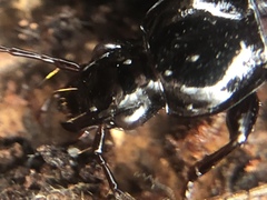 Platynina