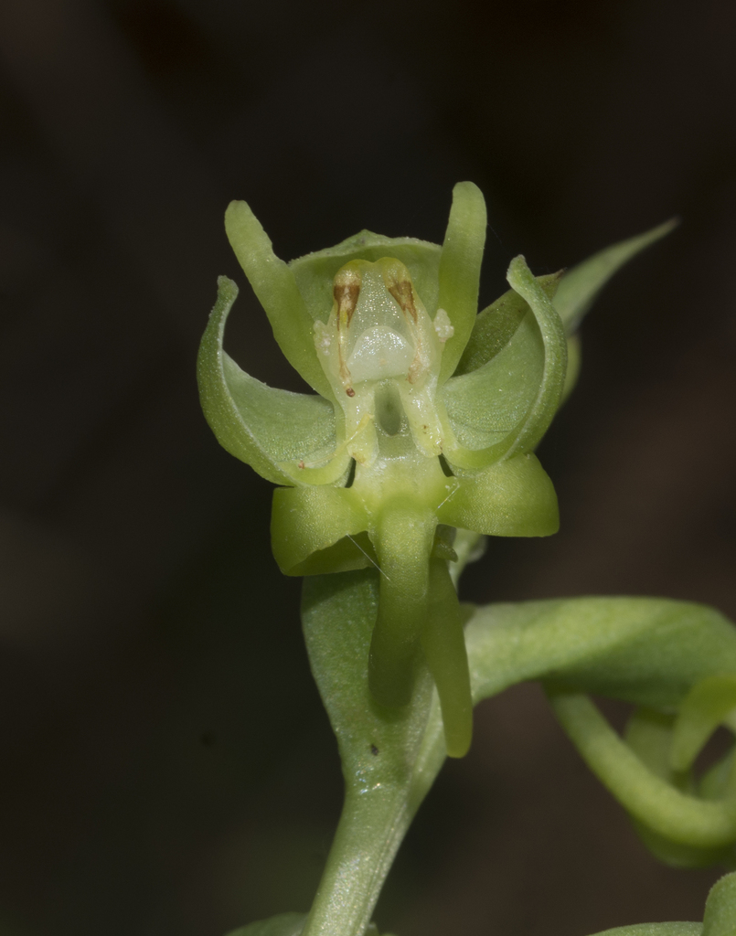 Habenaria digitata