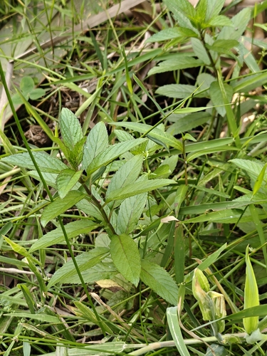 Peppermint (Mentha piperita)