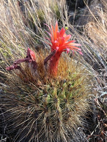 Matucana aurantiaca