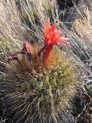 Matucana aurantiaca