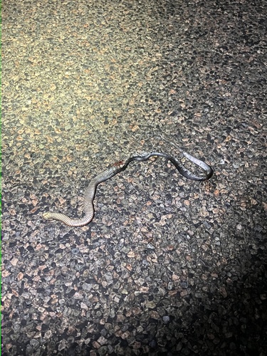 Red-bellied Black Snake sighting