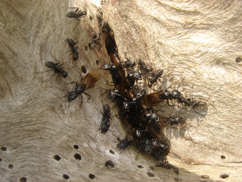 Hairy Carpenter Ant, 72 Tübingen, Deutschland, photo 6 of 10