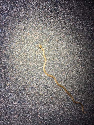 Brown Tree Snake sighting