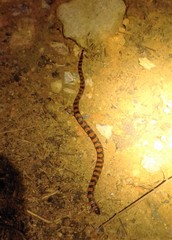 Atractus trihedrurus