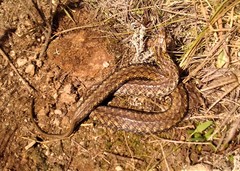 Mesotes strigatus