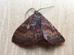 Leptostales rubromarginaria