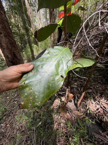 Litsea bindoniana observed 2025-12-21