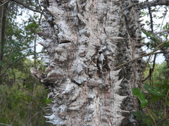 Ceiba schottii