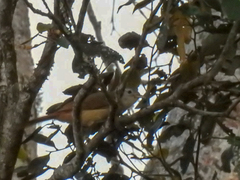 Phyllastrephus scandens