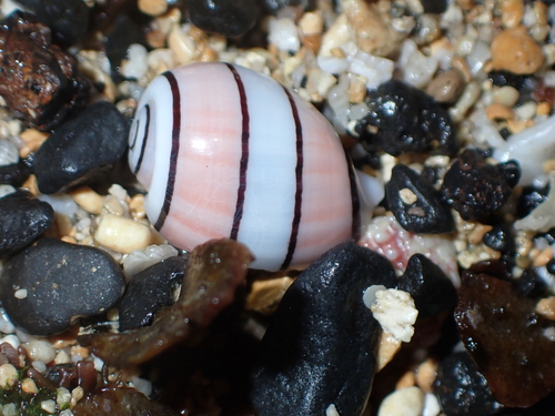 Hydatina amplustre observed 2025-12-19