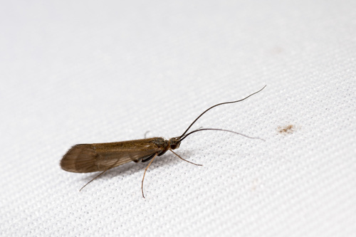 Apatania taiwanensis