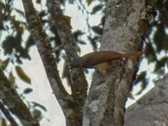 Phyllastrephus scandens