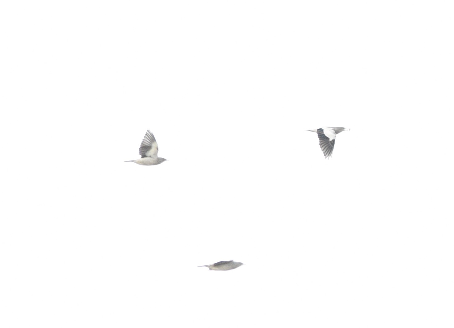 White-shouldered Starling