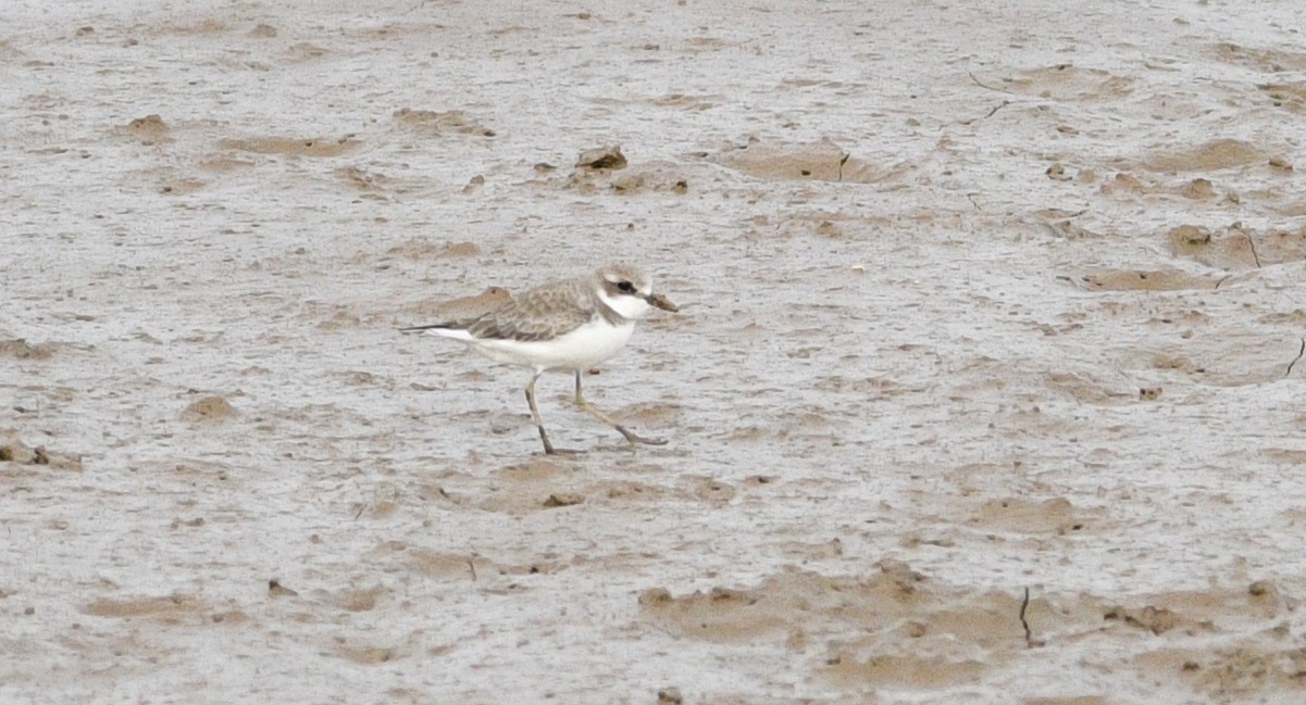 Greater Sand Plover