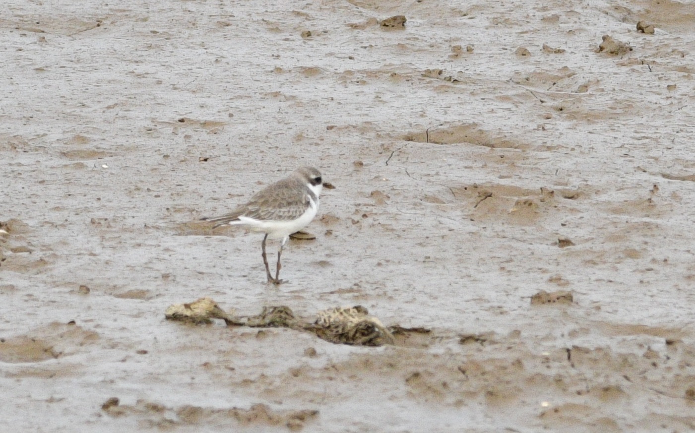 Greater Sand Plover
