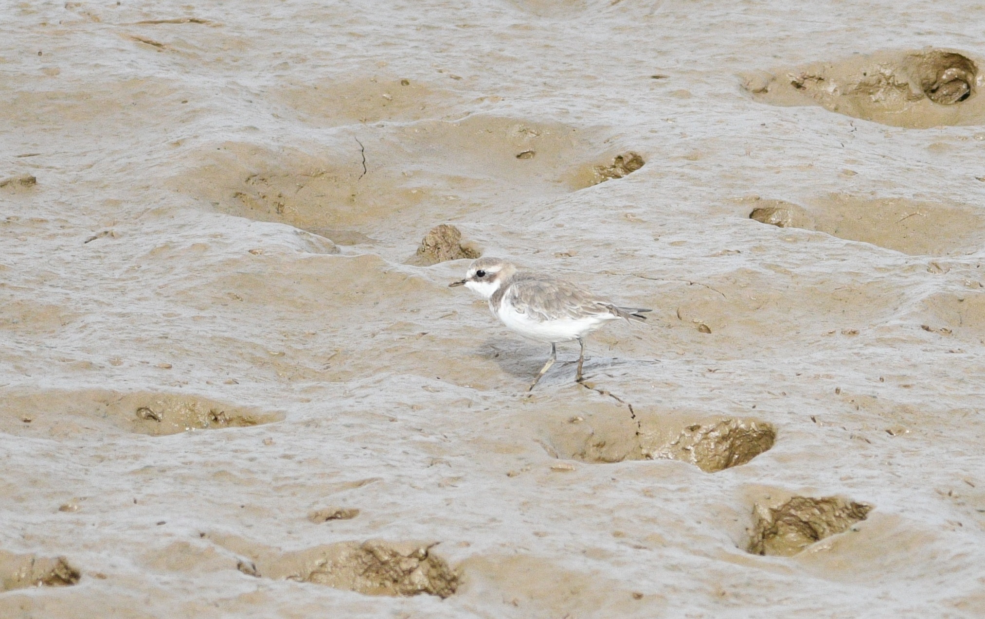 Greater Sand Plover