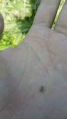 Dendryphantes
