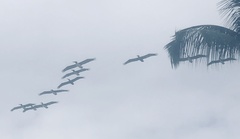 Pelecanus occidentalis