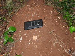 Heterogeomys hispidus