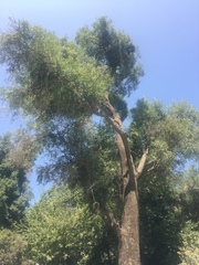 Maytenus boaria