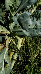 Staleochlora viridicata