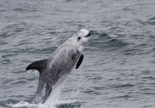 Risso's Dolphin