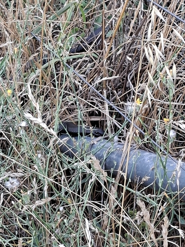 Blue-bellied Black Snake sighting