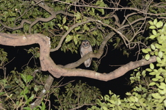 Strix leptogrammica