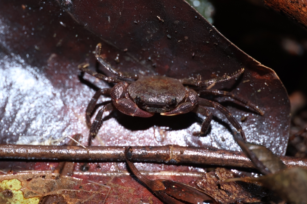 Phricotelphusa hockpingi