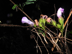 Ipomoea crinicalyx