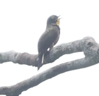 Yellow-throated Cuckoo