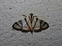 Conchylodes nolckenialis