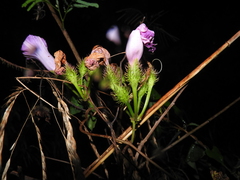 Ipomoea crinicalyx
